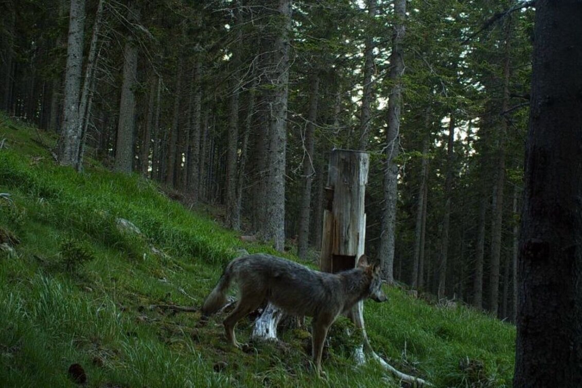 Mountain Hike HWW-Hiking route: Friedberg - Hilmtor - Trahütte - Vorauer Schwaig - Hochwechsel - Touren-Impression #1 | © Historischer Verein Wechselland