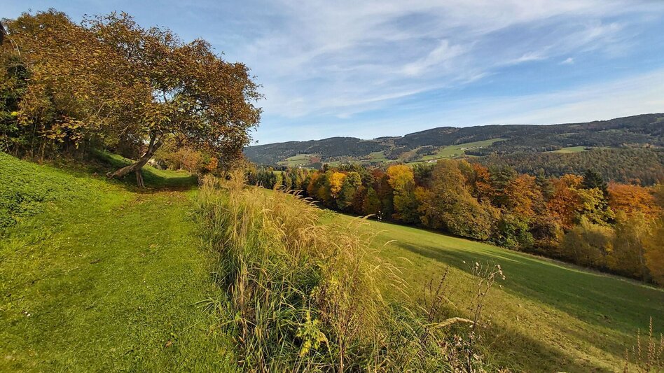 Wanderung Schattenwanderung, RETTER Pöllauberg - Touren-Impression #2.14 | © Oststeiermark Tourismus