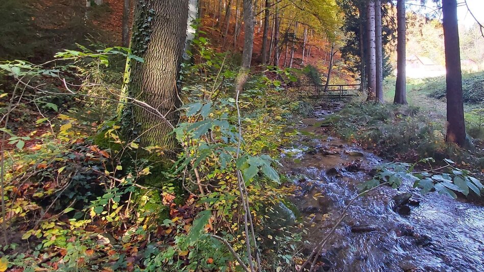 Wanderung Schattenwanderung, RETTER Pöllauberg - Touren-Impression #2.3 | © Oststeiermark Tourismus