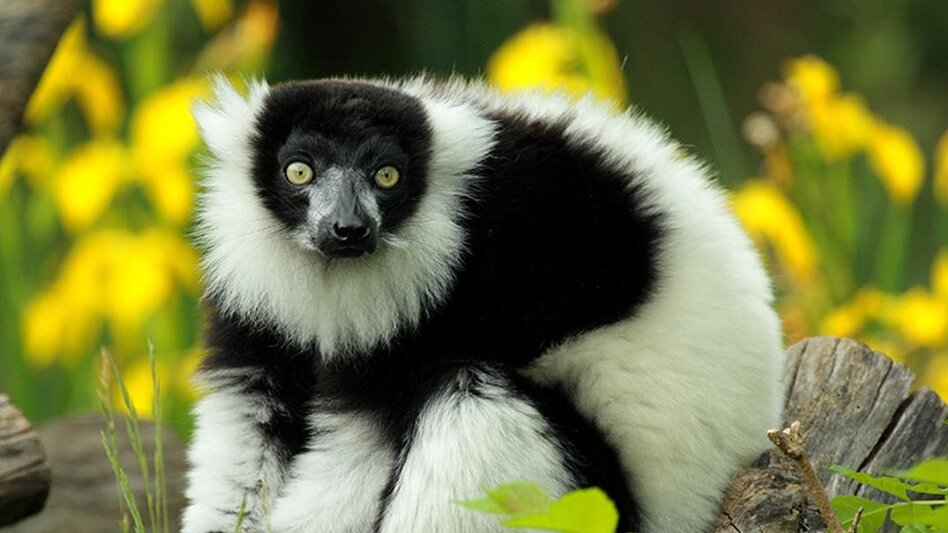 Radfahren Radtour Stubenbergsee, RETTER Pöllauberg - Touren-Impression #2.6 | © Tierwelt Herberstein