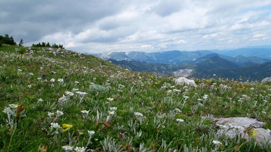 Mountain Hike Edelweissboden - Touren-Impression #2.2 | © TV HerzBergLand