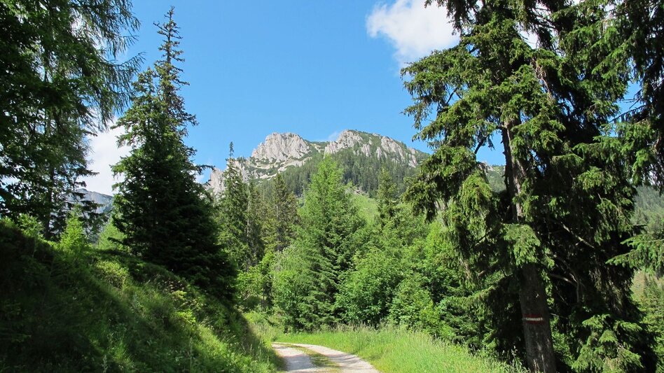 Mountain Hike Edelweissboden - Touren-Impression #2.4 | © TV HerzBergLand