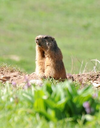 Zölzboden | Markus Leitner | © TV ERZBERG LAND