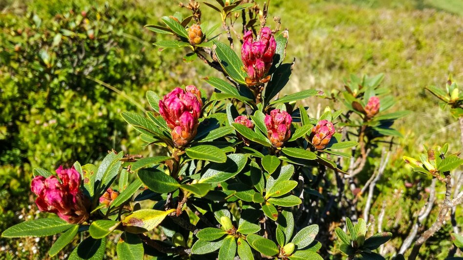 Mountain Hike Mölbegg - Touren-Impression #2.3 | © Erlebnisregion Schladming-Dachstein