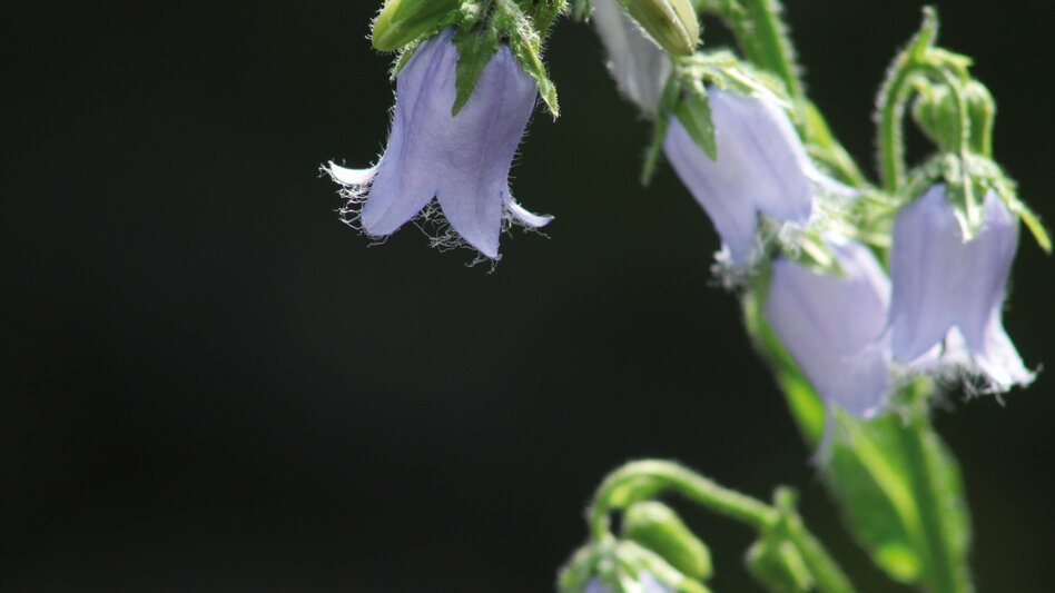 Radfahren Panorama Bike LN 2 - Touren-Impression #2.5 | © Tourismusverband ERZBERG LEOBEN