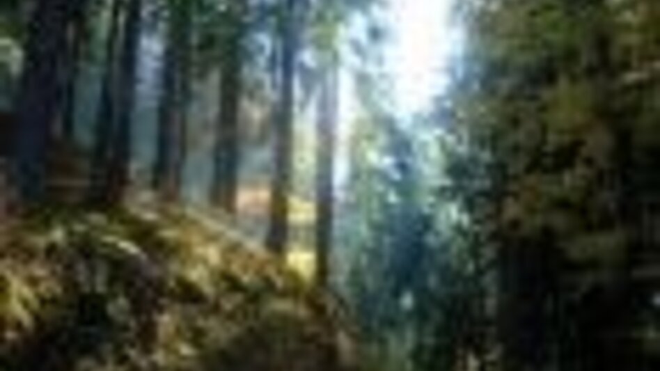 Mountainbike MTB Damhirsch LN 4 - Touren-Impression #2.1 | © Tourismusverband ERZBERG LEOBEN