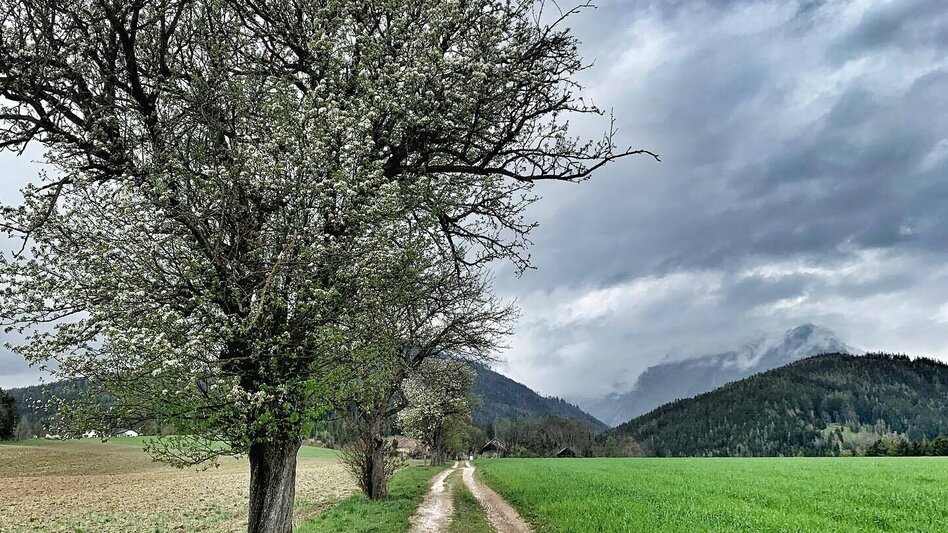 Mountainbike MTB Damhirsch LN 4 - Touren-Impression #2.5 | © Tourismusverband ERZBERG LEOBEN