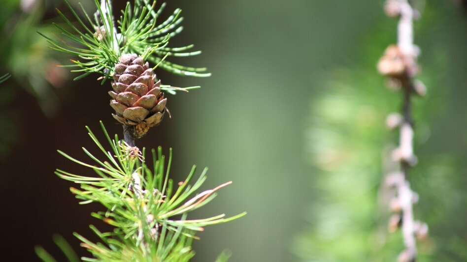 Mountainbike MTB Damhirsch LN 4 - Touren-Impression #2.7 | © Tourismusverband ERZBERG LEOBEN