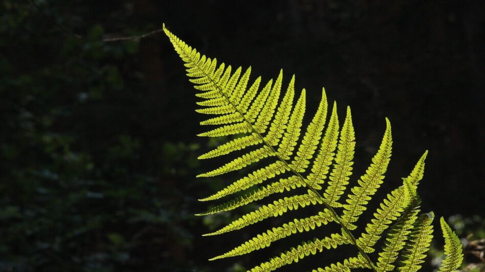 Mountainbike MTB Damhirsch LN 4 - Touren-Impression #2.8 | © Tourismusverband ERZBERG LEOBEN