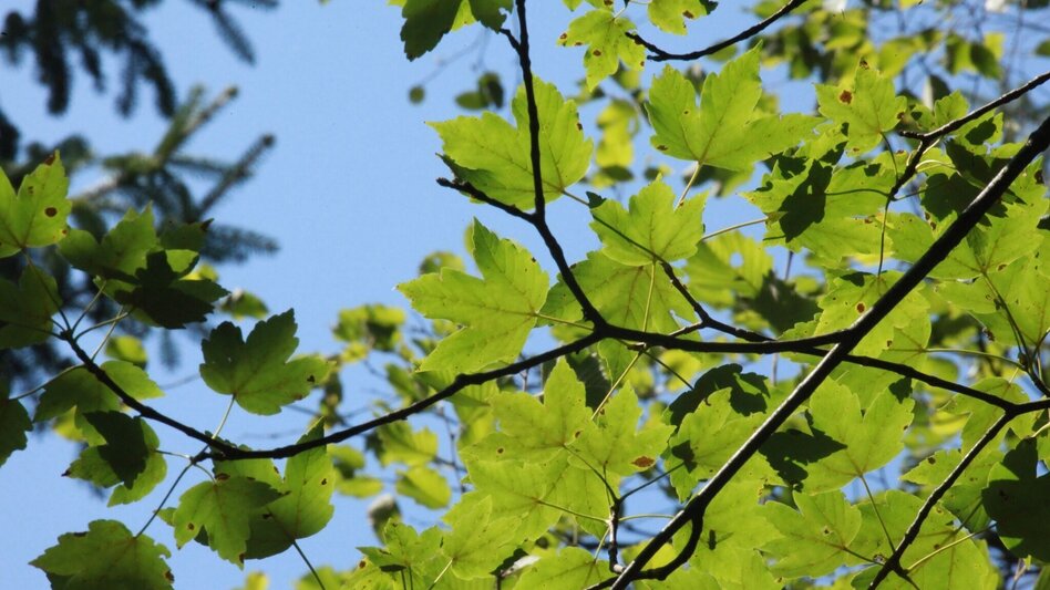 Mountainbike MTB Damhirsch LN 4 - Touren-Impression #2.9 | © Tourismusverband ERZBERG LEOBEN