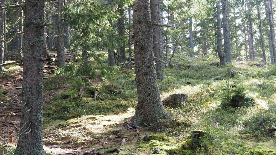 Hiking route Thalerkogel - Touren-Impression #2.4 | © Tourismusverband ERZBERG LEOBEN