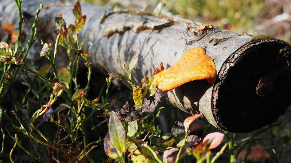 Hiking route Thalerkogel - Touren-Impression #2.6 | © Tourismusverband ERZBERG LEOBEN