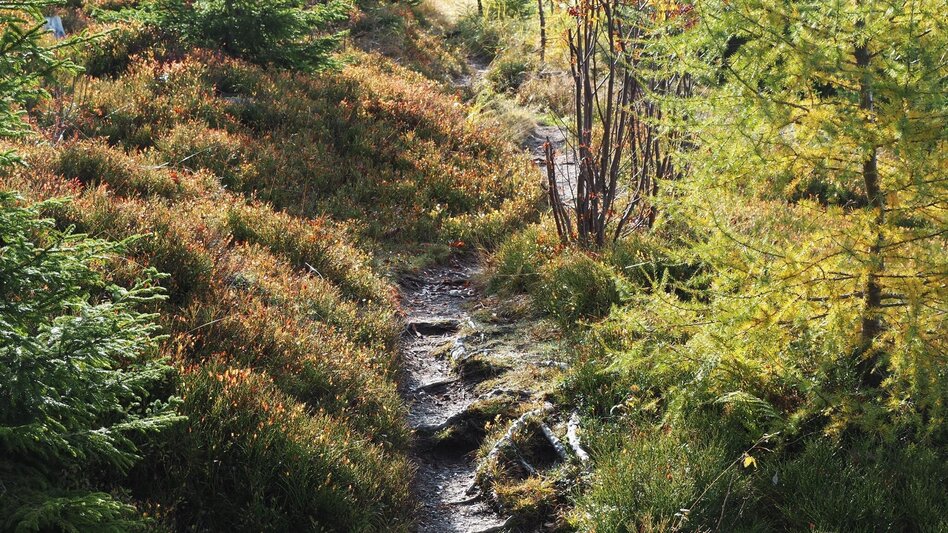 Hiking route Thalerkogel - Touren-Impression #2.7 | © Tourismusverband ERZBERG LEOBEN