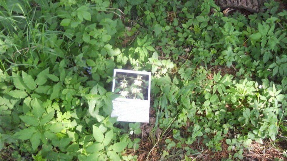 Themen- und Lehrpfad Naturlehrpfad - Touren-Impression #2.3 | © TV Lipizzanerheimat