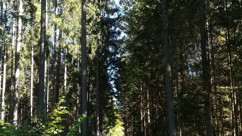 Trailrunning Birnberg Trail (Nr. 3) - Touren-Impression #2.1 | © TVB Haus-Aich-Gössenberg