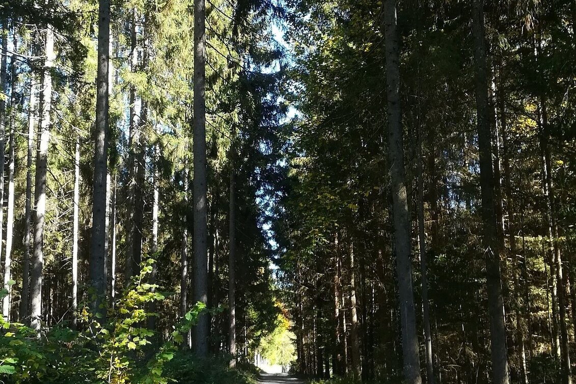 Trailrunning Birnberg Trail (Nr. 3) - Touren-Impression #1 | © TVB Haus-Aich-Gössenberg