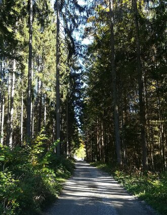 Waldweg am Birnberg | © TVB Haus-Aich-Gössenberg