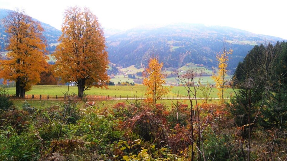 Trailrunning Birnberg Trail (Nr. 3) - Touren-Impression #2.2 | © TVB Haus-Aich-Gössenberg