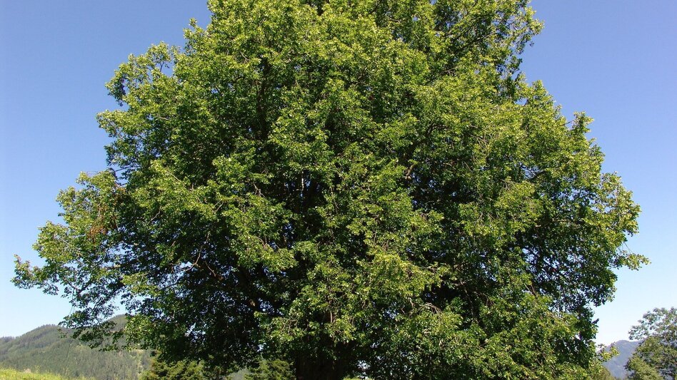 Wanderung Sommerstall-Weg in Etmißl - Touren-Impression #2.1 | © Marktgemeinde Thörl