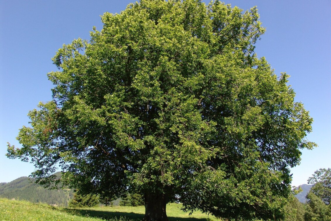 Wanderung Sommerstall-Weg in Etmißl - Touren-Impression #1 | © Marktgemeinde Thörl