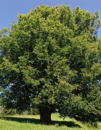 Sommerstall - Linde | Karl Mühlhauser | © Marktgemeinde Thörl
