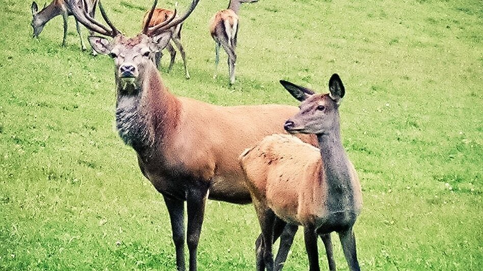 Wanderung Tier mal Vier Nr. 11, 59, 551, 60, 56 - Touren-Impression #2.1 | © TVB Südsteiermark/Lupi Spuma