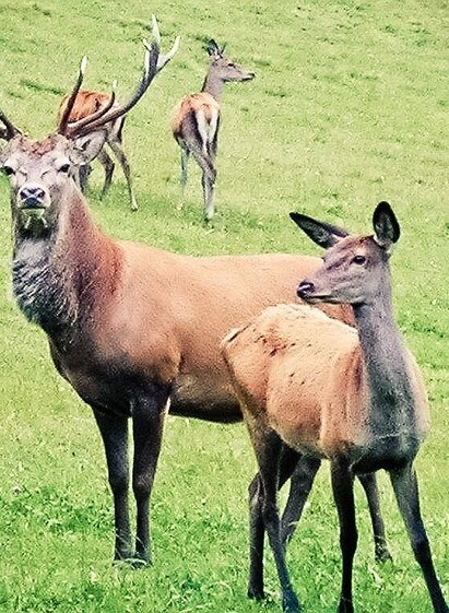 Restaurant Wassermann Wirt: deer | © TVB Südsteiermark/Lupi Spuma | Lupi Spuma | © TVB Südsteiermark/Lupi Spuma