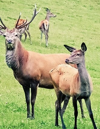 Restaurant Wassermann Wirt: deer | Lupi Spuma | © TVB Südsteiermark/Lupi Spuma