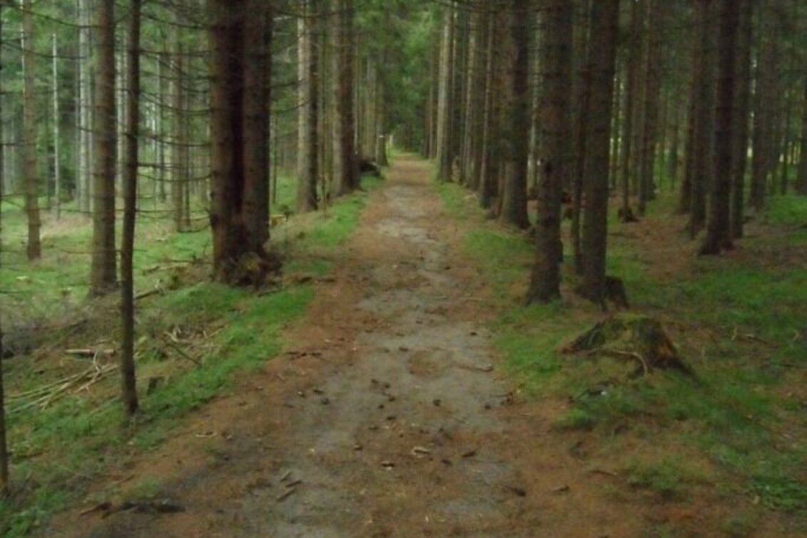 Hiking route Waldwanderung: Altes Almhaus - St. Hemma - Touren-Impression #1 | © TV Lipizzanerheimat
