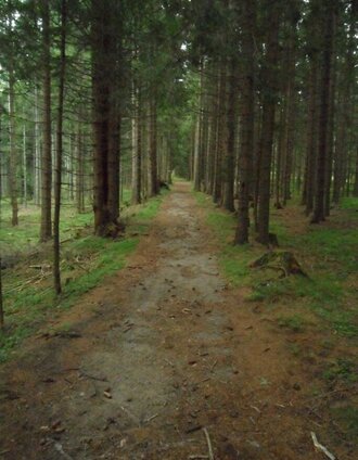 Waldwanderweg | Tourismusverband Lipizzanerheimat | © TV Lipizzanerheimat