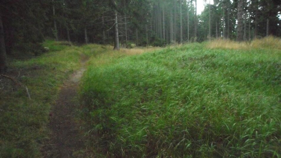 Hiking route Waldwanderung: Altes Almhaus - St. Hemma - Touren-Impression #2.7 | © TV Lipizzanerheimat