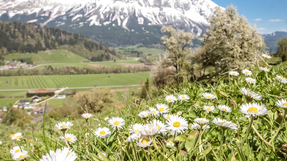 Kinderwagenmeilen Moosbergrunde Niederöblarn - Touren-Impression #2.4 | © Erlebnisregion Schladming-Dachstein