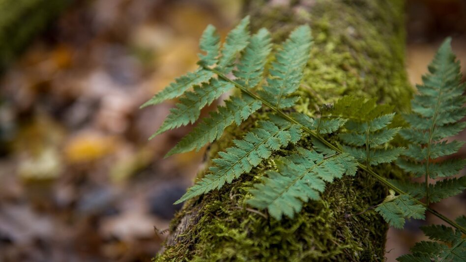 Hiking route Stone brook ditch path (Steinbachgrabenweg) - Touren-Impression #2.3 | © Kurkommission Bad Blumau