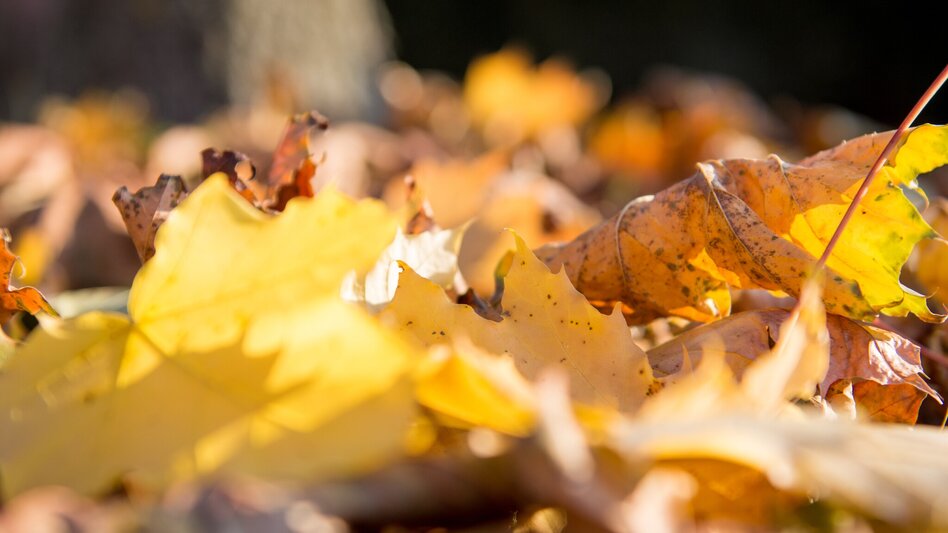 Hiking route Stone brook ditch path (Steinbachgrabenweg) - Touren-Impression #2.2 | © Kurkommission Bad Blumau