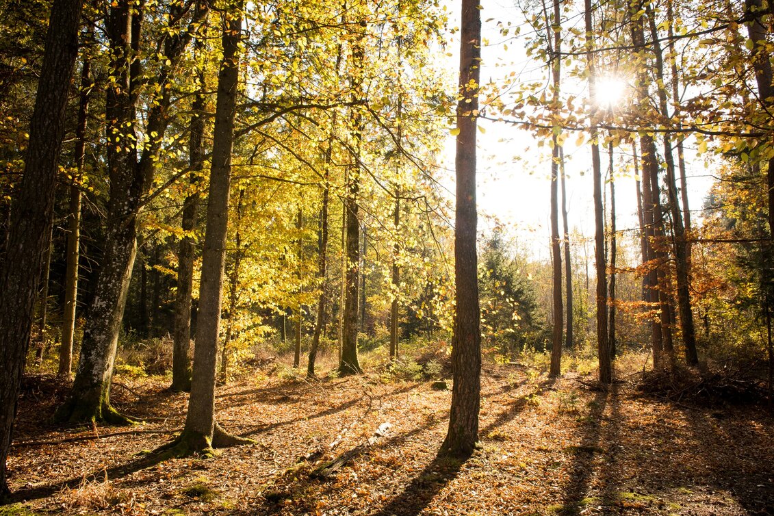 Hiking route Stone brook ditch path (Steinbachgrabenweg) - Touren-Impression #1 | © Kurkommission Bad Blumau