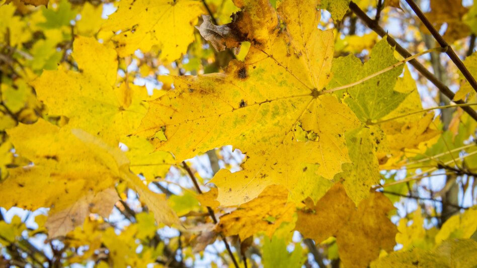 Hiking route Stone brook ditch path (Steinbachgrabenweg) - Touren-Impression #2.8 | © Kurkommission Bad Blumau