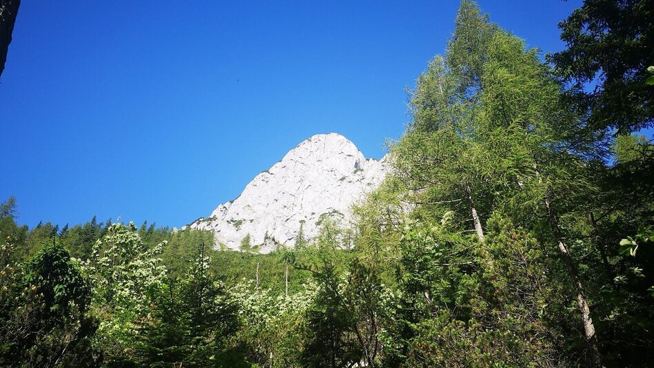 Hiking route From Steinalpl, hike via Kleinboden to Windberg in the Mürzer Oberland Nature Park. - Touren-Impression #2.7 | © TV Hochsteiermark
