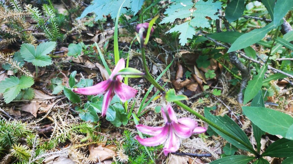 Hiking route From Steinalpl, hike via Kleinboden to Windberg in the Mürzer Oberland Nature Park. - Touren-Impression #2.8 | © TV Hochsteiermark