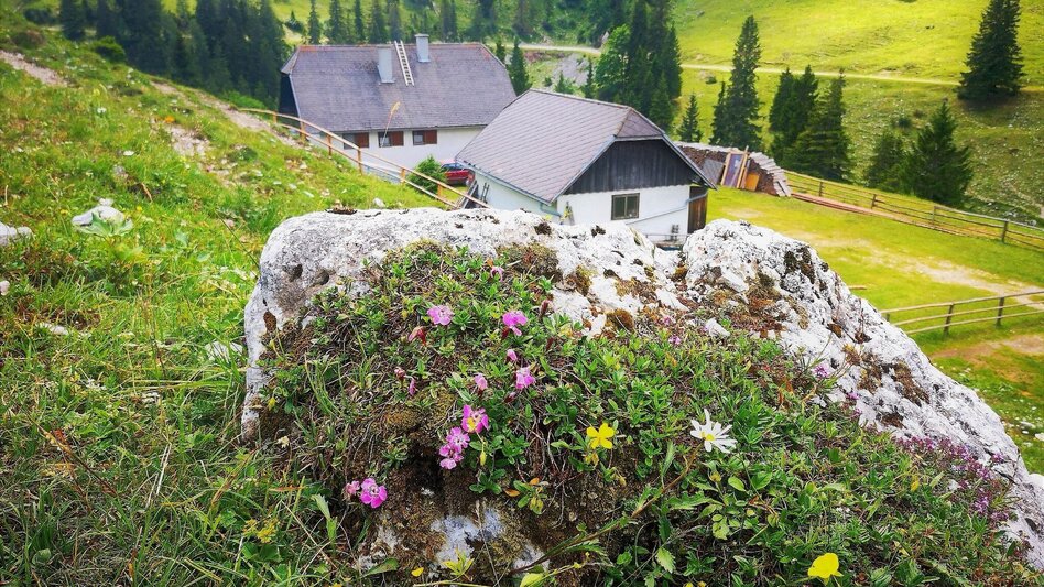 Hiking route Hike over the Senkstein to the Kleinveitschalm in the Mürzer Oberland Nature Park - Touren-Impression #2.7 | © TV Hochsteiermark