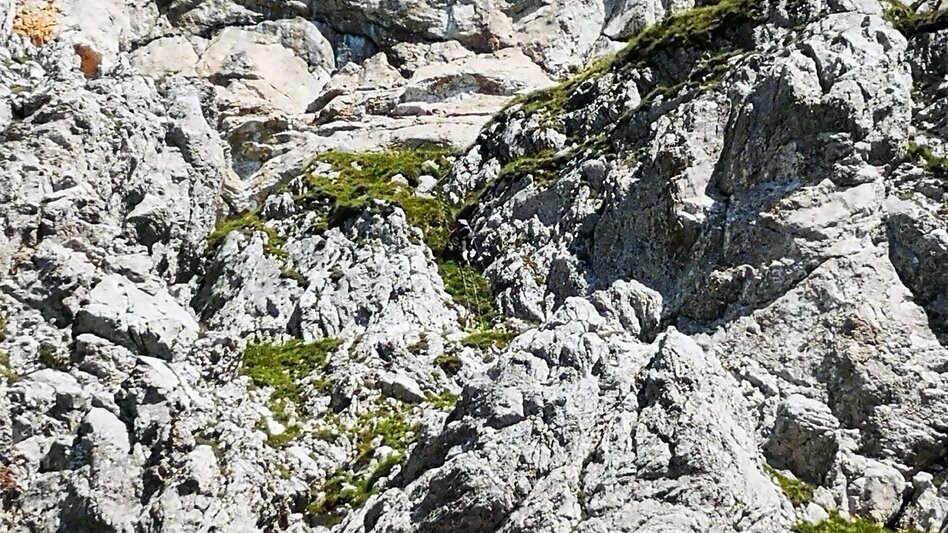 Klettersteig Kleine Reißtalersteig - Runde auf die Rax im Naturpark Mürzer Oberland - Touren-Impression #2.6 | © TV Hochsteiermark