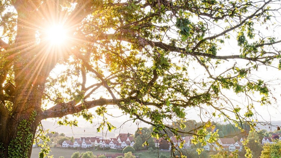 Wanderung smoveyTOUR 8 - Apfelbaum-Tour 13,8 km - Bad Waltersdorf - Touren-Impression #2.2 | © Erlebnisregion Thermen- & Vulkanland