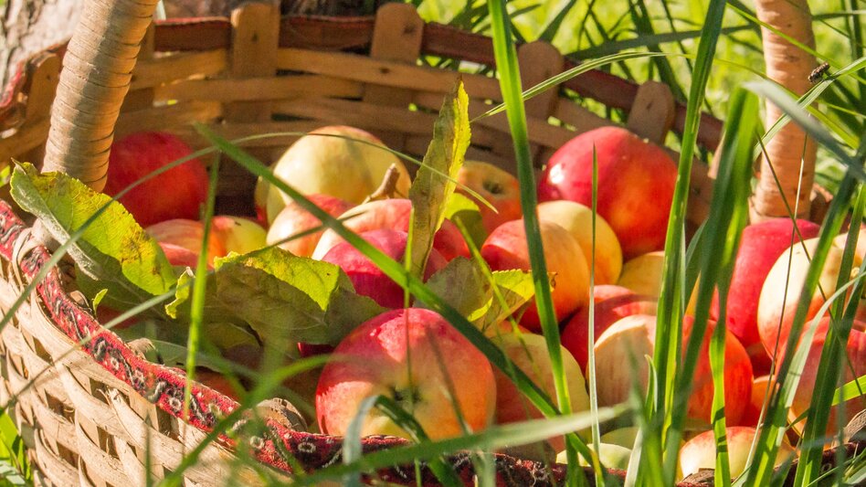 Wanderung smoveyTOUR 8 - Apfelbaum-Tour 13,8 km - Bad Waltersdorf - Touren-Impression #2.1 | © Thermen- & Vulkanland