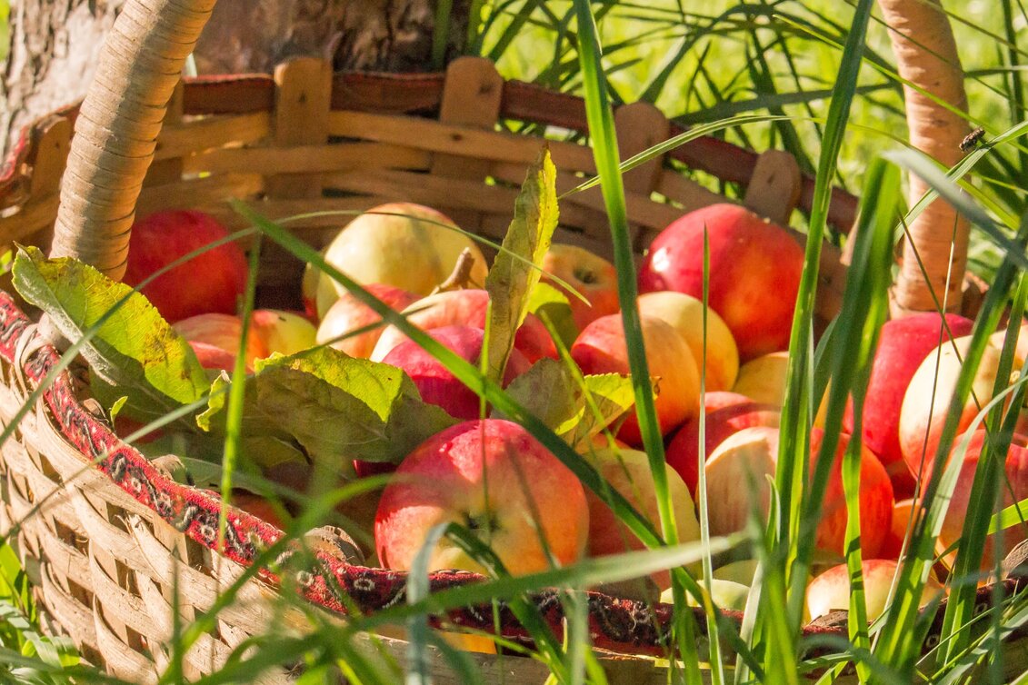 Wanderung smoveyTOUR 8 - Apfelbaum-Tour 13,8 km - Bad Waltersdorf - Touren-Impression #1 | © Thermen- & Vulkanland