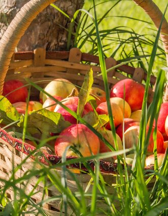 Apfelkorb mit saftig steirischen Äpfeln | Ingrid Jansky | © Thermen- & Vulkanland