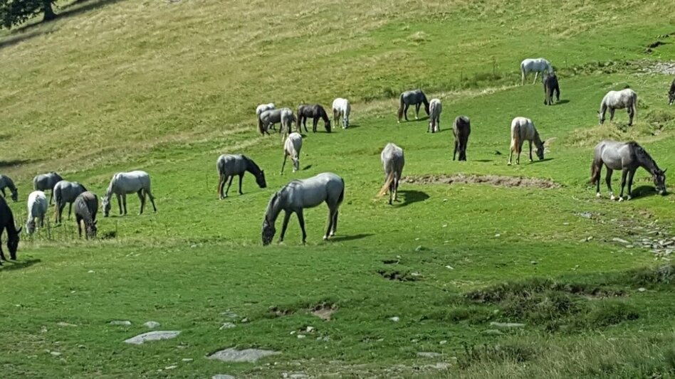 Wanderung Zu den Lipizzaner-Jungstuten auf die Brendl - Touren-Impression #2.2 | © www.google.com