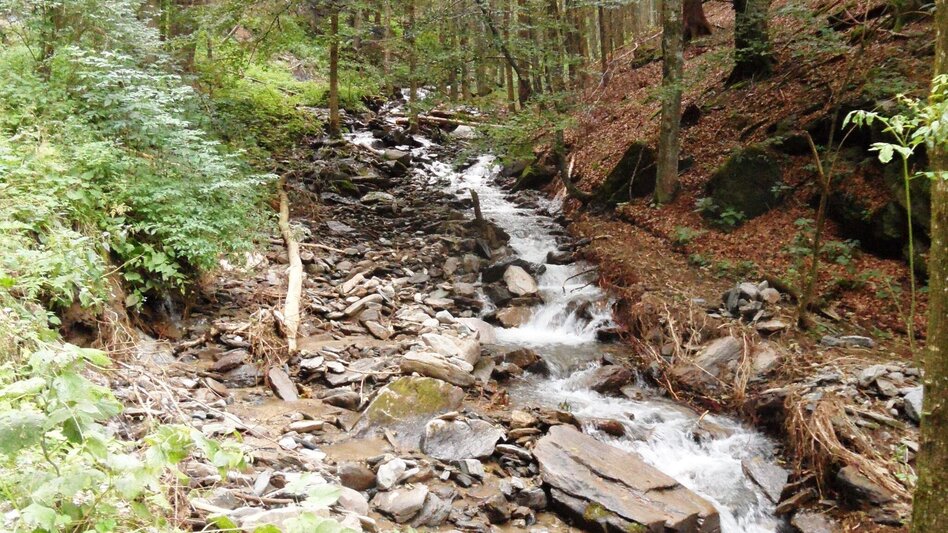 Wanderung Zu den Lipizzaner-Jungstuten auf die Brendl - Touren-Impression #2.10 | © Region Graz