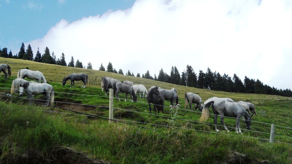 Wanderung Zu den Lipizzaner-Jungstuten auf die Brendl - Touren-Impression #2.11 | © Region Graz