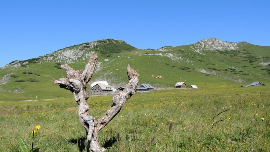 Hiking route Via the Alm- and Blarergraben to the Schneealm in the Mürzer Oberland Nature Park - Touren-Impression #2.5 | © TV Hochsteiermark
