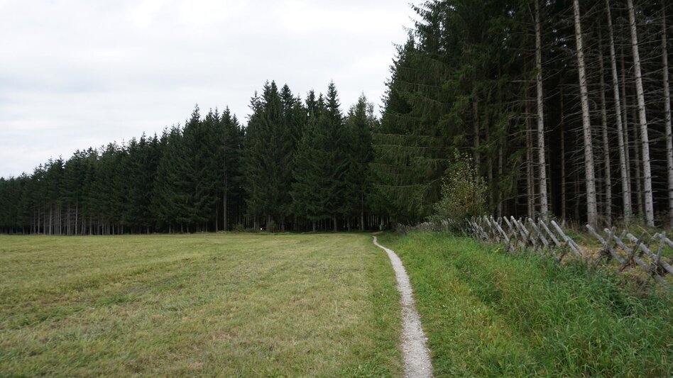 Hiking route Saugmoarunde - Touren-Impression #2.5 | © Erlebnisregion Murtal