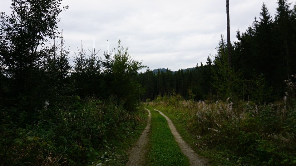 Hiking route Saugmoarunde - Touren-Impression #2.6 | © Erlebnisregion Murtal